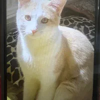 واگذاری رایگان گربه