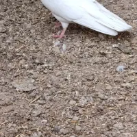 کوهی و سرخ دم سفید|پرنده|رامشیر, |دیوار