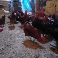 جوجه خروس محلی دوایی