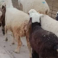 میش زاییده|حیوانات مزرعه|بهبهان, |دیوار