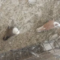 کبوتر مخمل|پرنده|برازجان, |دیوار