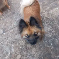 گمشده،مژدگانی خوبی میدم