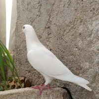 سفید اصل|پرنده|بوشهر, |دیوار