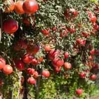 انارشیرین ملس ترش رب اناروآب انارارگانیک|خوردنی و آشامیدنی|سلفچگان, |دیوار