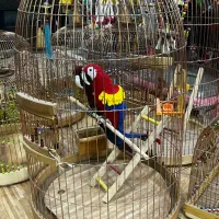 قفس چوبی دست باف