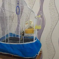 یک جفت عروس هلندی  مولد