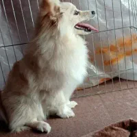 پت پامرانین روباهی یک ساله