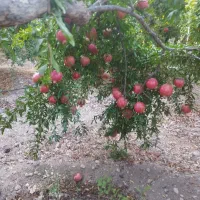 فروش انار اشکفتو|خوردنی و آشامیدنی|رستاق, |دیوار