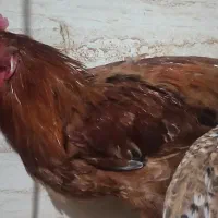 خروس نژادمادری تخم گذار