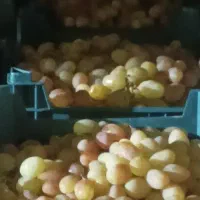 فروش انگور زمستانی|عمدهفروشی|شاهرود, |دیوار