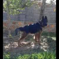 ژرمن شپرد|سگ|صوفیان, |دیوار