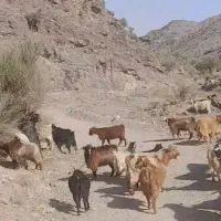 پنجا راس بز|حیوانات مزرعه|کوهبنان, |دیوار