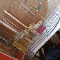 جفت عروس هلندی درجه یک