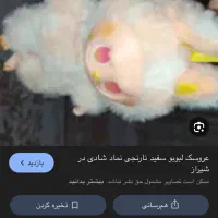 لبوبوسفید ونارنجی نماد شادی|اسباب‌‌بازی|تهران, بهارستان|دیوار