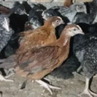جوجه نیمچه2نیم ماهه