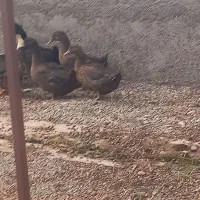 ۵عدد اردک بف فروش میرسد