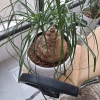 لیندا|گل و گیاه طبیعی|مشهد, تربیت (صدف)|دیوار