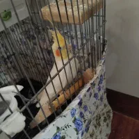 عروس هلندی|پرنده|گیان, |دیوار