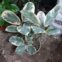 گلای آپارتمانی