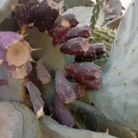 میوه کاکتوس