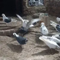 کبوتر کفتر