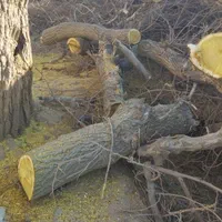 خریدچوب وقطع درخت توت عرعرکاج گردو