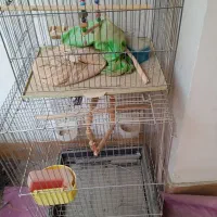 قفس بزرگ و کوچک