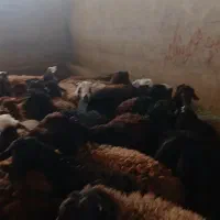 ۷۰ عدد بره پروار شده چاق سرک دار