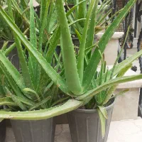 گل الوعه ورا|گل و گیاه طبیعی|گرگان, |دیوار