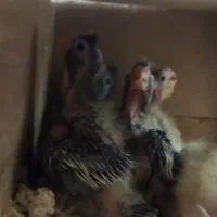 جوجه عروس هلندی