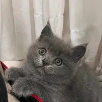 گربه اسکاتیش انفولد