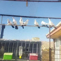 دم سیاه دم قهوه ای|پرنده|داران, |دیوار