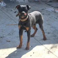 سگ روتوایلر نر