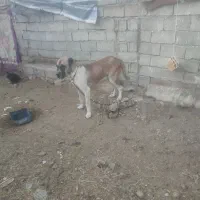 سگ سرابی   فی 10