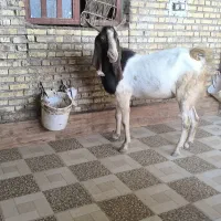 سه نر عددمست