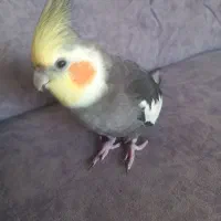 عروس هلندی نر دستی سخنگو