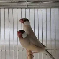 فنچ نرگسی یک جفت سالم روی تخم هستن|پرنده|تهران, خواجه نظام الملک|دیوار