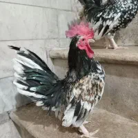 مرغ و خروس مینیاتوری جاپنیز|حیوانات مزرعه|کهریزک, |دیوار