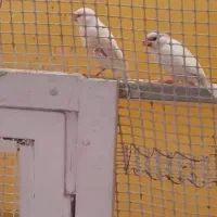 فنچ کرم لایت|پرنده|شیراز, ده پیاله|دیوار