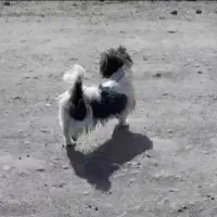 واگذاری یک عدد پاکوتا نر جوان