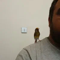 سهره لر بخون