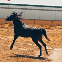 مادیان کرد.   دمگیر|اسب و تجهیزات اسب‌سواری|ملایر, |دیوار