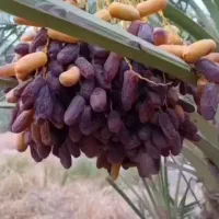 پیاروم درجه یک حاجی اباد
