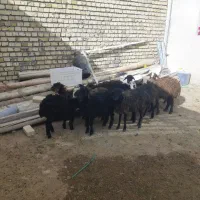 بره فروشی همووهترو۱۱عدد