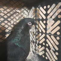 کبوتر‌قنار|پرنده|لیلان, |دیوار