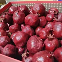 انار مینیاتوری یلدایی ویژه شب یلدا|صنایع دستی و سایر لوازم تزئینی|کرمان, |دیوار