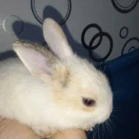 سلام ۵ عدد خرگوش باهوش صحیح و سالم به فروش می‌رسد|موش و خرگوش|آبادان, |دیوار