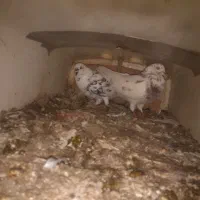 چند جفت کبوتر