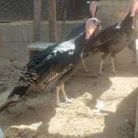 بوغلمون و تعدادی مرغ