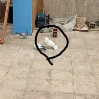 تهرانی کبوتر